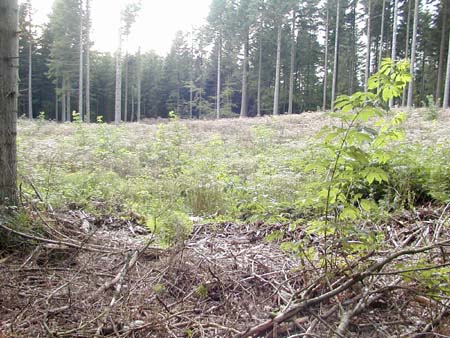 Tislum 16-08-06 (22)